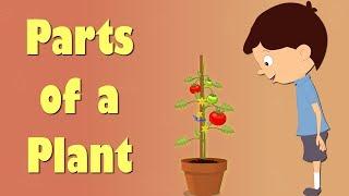 Parts of a Plant | #aumsum #kids #science #education #children