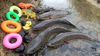 Membersihkan Ikan Gabus Hidup Buaya Kodok Bebek Iguana Gajah Anjing Singa