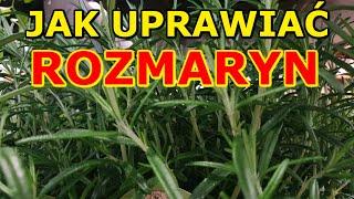 Jak uprawiać Rozmaryn | Uprawa Rozmarynu - ważne informacje