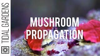 Propagation - Mushrooms