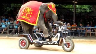 IOI 2011 - The Elephant Show - Riding the Bicycle