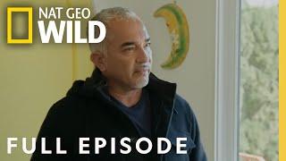 Doggie Aggression (Full Episode) | Cesar Millan: Better Human, Better Dog