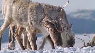 Caribou Search for Food During a Cold Winter | The Greatest Wildlife Show on Earth | BBC Earth