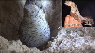 Вертишейка (Jynx torquilla) - птица, умеющая изображать змею - Птицы России - Фильм 38
