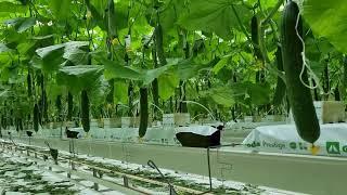 High wire Cucumber Uniformico RZ 21 days after planting first harvest Greenhouse long wire Cucumber