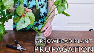 ARROWHEAD PLANT PROPAGATION: 2 EASY WAYS TO PROPAGATE A SYNGONIUM