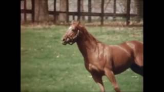 Secretariat Tribute - R.I.P Big Red