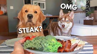 Dog Reviews Food With Husky | Tucker Taste Test 17