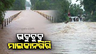 Heavy rains in Malkangiri: Water flows over bridge, connectivity cut off || KalingaTV