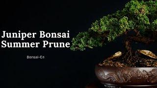 Juniper Bonsai Summer Pruning