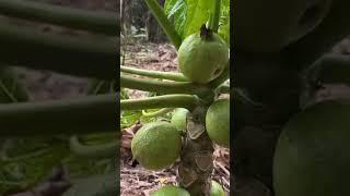 How to guava garden farm unique technique #farmer #gardenfarm #satisfying #fruit #grafting