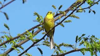 Yellowhammer | Вівсянка звичайна