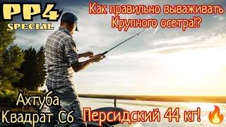 РР4 ГАЙД. Как правильно вываживать крупную рыбу на реке Ахтуба!?Вытаскиваю Персидского 44 кг#рр4