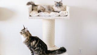 Setting Up Our Cat Trone XXL from Cat Tree King!