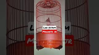 ᴍᴀɢɴᴇᴛᴏ ᴊʀ. Ring Lee Hitam