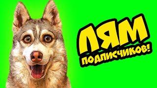 Mister Booble - ЛЯМ! (Official music video) Клип на 1000000 подписчиков!