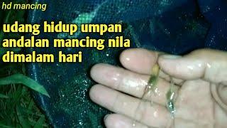 Umpan andalan || udang hidup