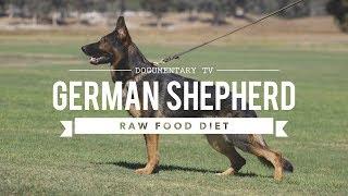 GERMAN SHEPHERD DOGS AND A RAW FOOD DIET