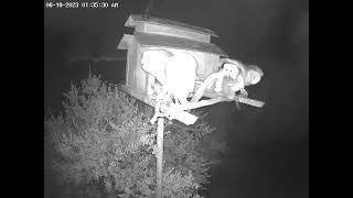 Vole Delivered to #OwletFinley, Swiped By Paulie.  Owl Box OSC - 6/19/23 - 1:35 am