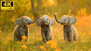 Funny Baby Animals 4K Take a Look Back at the Playfulness of Cute Young Animals with RELAXING MUSIC