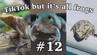 TikTok but it’s all frogs #12