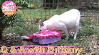 Valentines Day Enrichment for Pharaoh the White Serval! 02 06 2020