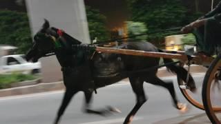 RAWALPINDI HORSE RACE TRY