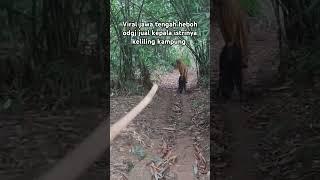 Viral odgj bawa kepala istri keliling kampung