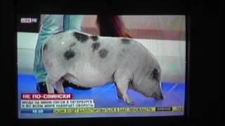 Сюжет канала Лайф78 тема не по свински