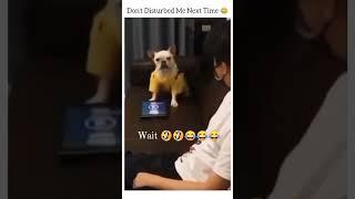 Irritated dog Funny video /angry with master #funnyvideo #dogshorts #bhoot