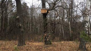 Експериментальний вулик. Спроба забрати необсижені рамки.