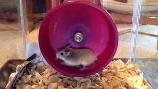 [10 Hours] Richard the Hamster in his Hamster Wheel [1080HD] SlowTV