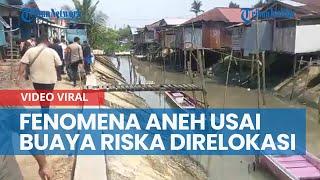 Buaya Riska Direlokasi, Fenomena Aneh di Sungai Guntung, Pak Ambo Temukan Ribuan Ikan Mati