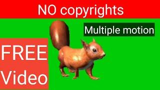 green screen squirrel video|no copyrights|free video
