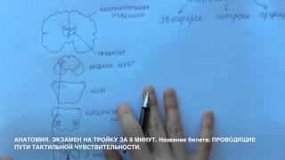 Билет 027. ПРОВОДЯЩИЕ ПУТИ ТАКТИЛЬНОЙ ЧУВСТВИТЕЛЬНОСТИ.