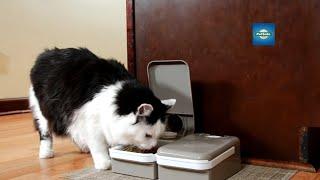 Automatic Pet Feeder for Cats and Dogs - PetSafe®