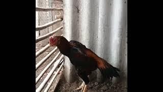 АНДИЖОН ДАКАН ХУРОЗЛАРИ. ROOSTER of UZBEKISTAN 