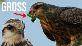 This Endangered Bird Eats WHAT?! Birding Florida for a Snail Kite!