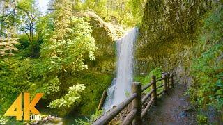 3,5 HRS Summer Forest Walk in Oregon's Park - 4K Nature Sounds of South Falls & Maple Ridge Loop