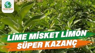 Lime Misket Limon Fidanlarımız