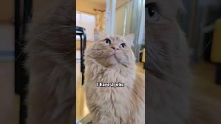 Cats usually go with the second job #lol #viral #funny #trend #cats #trending #cute #shorts #fyp