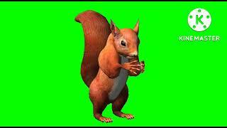 ️️️️️green screen video... squirrel ️️️️️ no copyright....