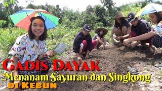 Gadis dayak menanam sayuran dan singkong di kebun