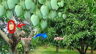 PAANO KAMI MAG PRUNING NG MANGGA NA 25 YEARS OLD NA?AT BAKIT KAYLANGAN KAMI MAG PRUNING?