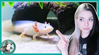 Feeding My Axolotls! // VLOGMAS DAY 3