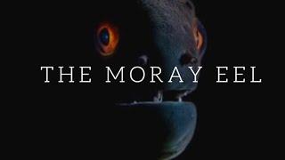 The Moray Eel - COLOURFUL KILLER - Mediterranean Sea (ep4)