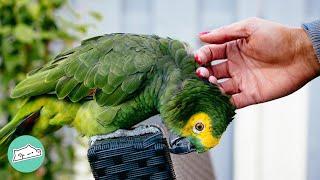 83 Year Old Parrot Was Abused For Years. Now He’s Thriving | Cuddle Buddies