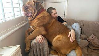 When Your Big Dog Thinks He's a Baby!  Funny dog videos 2024