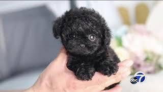 Bay Area families buy puppies online, find out it's a scam