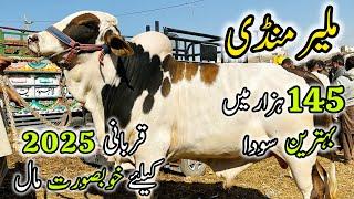 Malir Mandi Karachi Cattle Rates Update | 7 January 2025 |  Cow Mandi 2025